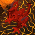 tztok-jad702.png