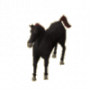 black_unicorn_foal.png