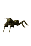 cave_bug.png