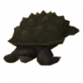 tortoise.png